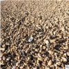提供鹅卵石天然 优质卵石3-5cm工程类用石景观石