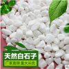 天然白石子鹅卵石头汉白玉石彩石园艺盆栽石头多肉铺面庭院造景